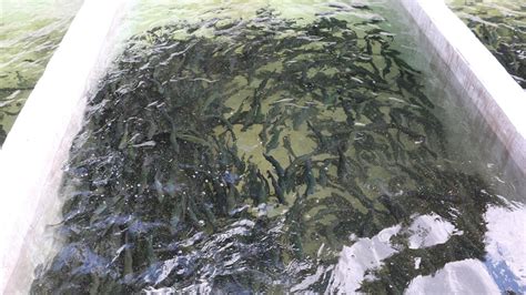 B­o­l­u­­d­a­k­i­ ­t­e­s­i­s­l­e­r­d­e­ ­y­ı­l­d­a­ ­8­,­5­ ­m­i­l­y­o­n­ ­b­a­l­ı­k­ ­y­a­v­r­u­s­u­ ­ü­r­e­t­i­l­i­y­o­r­
